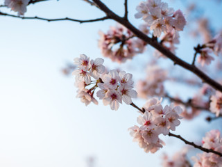 満開の桜の花と枝。花に寄って撮影。