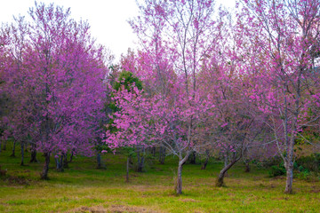 Wild Himalayan Cherry blossom, plants in Phu lom lo,Loei province, Thailand,Asia.