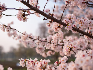 満開の桜の花と枝。花に寄って撮影。