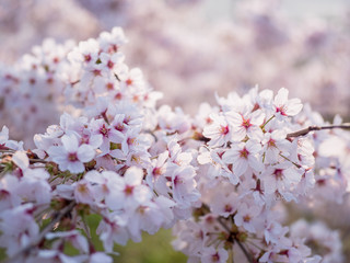 満開の桜の花と枝。花に寄って撮影。