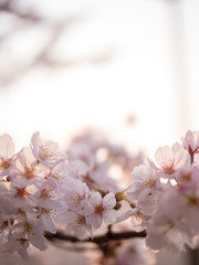 満開の桜の花と枝。花に寄って撮影。