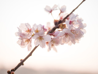 満開の桜の花と枝。花に寄って撮影。