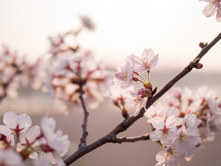 満開の桜の花と枝。花に寄って撮影。