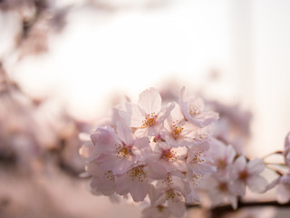 満開の桜の花と枝。花に寄って撮影。