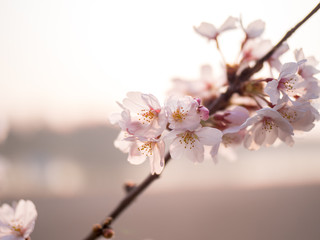 満開の桜の花と枝。花に寄って撮影。