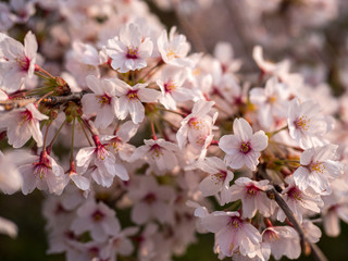 Obraz na płótnie Canvas 満開の桜の花と枝。花に寄って撮影。