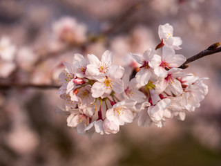 満開の桜の花と枝。花に寄って撮影。