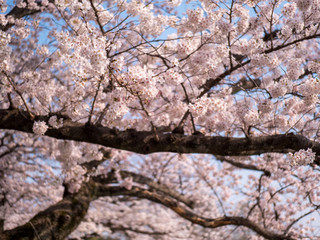 満開の桜の花