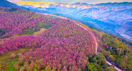 Top view Aerial photo from flying drone over Wild Himalayan Cherry blossom, plants in Phu lom lo,Loei province, Thailand,Asia.