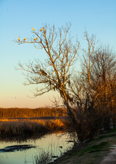 Fototapeta na wymiar Tree with birds beside a lake at Brazos Bend State Park, Texas, USA