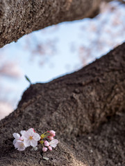 桜の花と樹の幹。昼間に撮影