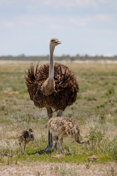 Ostriches Standing On Field