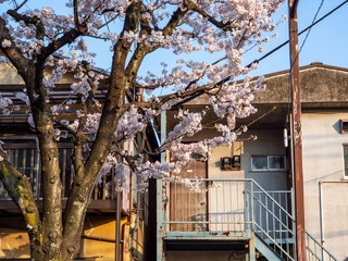 Fototapeta na wymiar 桜並木と街並み。日中に撮影。