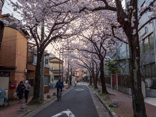 Fototapeta na wymiar 桜並木と街並み。日中に撮影。