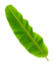 banana leaf isolated on white background, File contains a clipping path