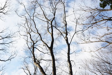 Nature background material / Tree silhouette in winter forest.