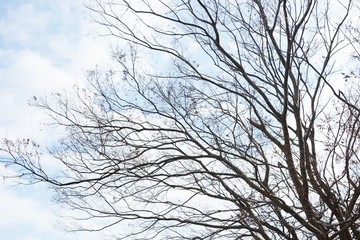 Nature background material / Tree silhouette in winter forest.