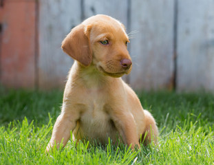 Yellow lab puppy sits in the grass in front of a fence on warm sunny day