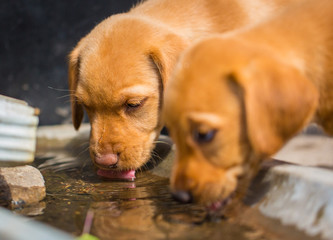 Pair of yellow labrador vizsla mix puppies drink water from house down spout