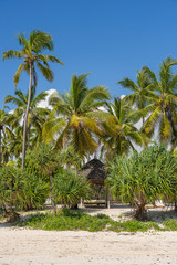 Fototapeta na wymiar Tropical beach with coconut palm trees on the island of Zanzibar, Tanzania, Africa. Travel and vacation concept