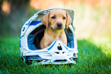 Adorable yellow labrador vizsla mix puppy sits in dirt biking helmet on lawn - Powered by Adobe