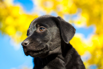 Black labrador puppy of 6 weeks portrait with blue sky and yellow leaves behind