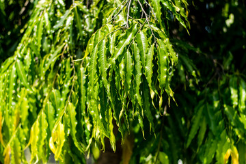 Polyalthia longifolia tree