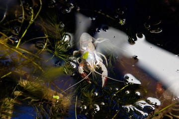 Small White lobster Color under the water crawls in aquarium.