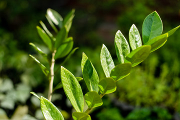 Fototapeta na wymiar Zamioculcas zamiifolia tree