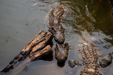 Crocodiles bask in the sun. Crocodiles in the pond, Farm in Thailand.