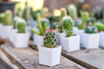 Small cactus in a white planting pot