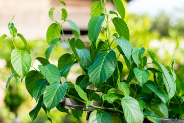 Gurmar medicinal plant
