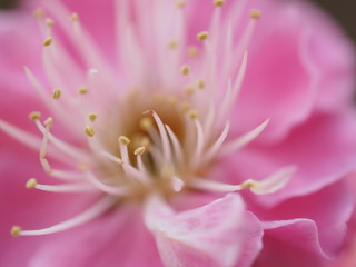 Fototapeta premium OLYMPUS DIGITAL CAMERA