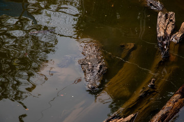 Crocodiles bask in the sun. Crocodiles in the pond, Farm in Thailand.