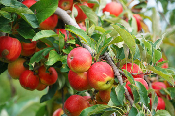 red apples on the tree in harvest season