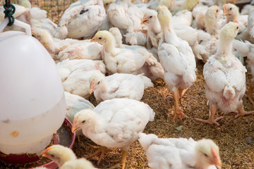 Chicken in the farm, Thai small farm.