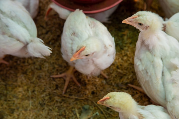 Chicken in the farm, Thai small farm.