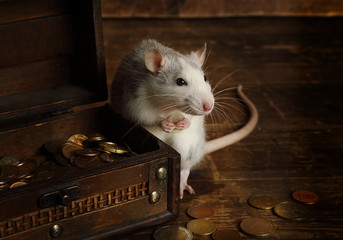 Gray rat holds a coin in its paws next to a chest full of money