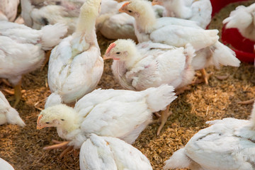 Chicken in the farm, Thai small farm.
