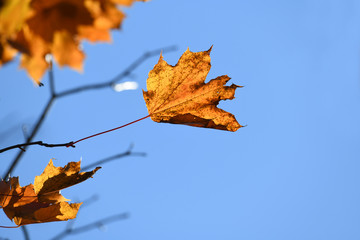 autumn leaves on the branches under sunny sky
