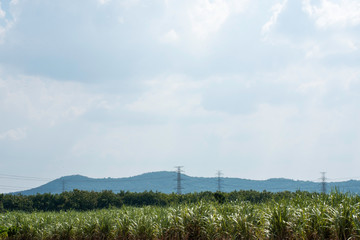 Electricity transmission line with sugar cane fiields, Green conservative energy, Power distribution pylon system to rural community and countryside