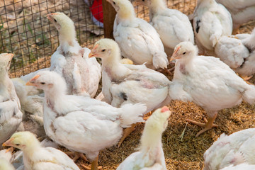 Chicken in the farm, Thai small farm.