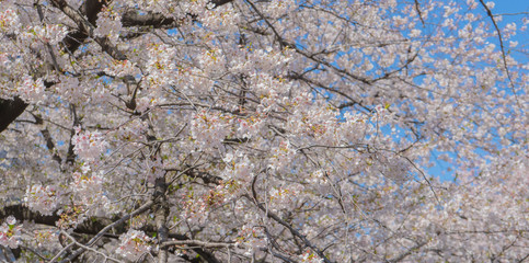 Beautiful cherry blossom flowers on blue sky.