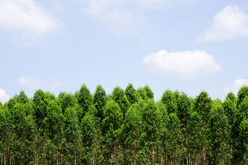 Fototapeta premium Green tree with bright sun light and clear blue sky background