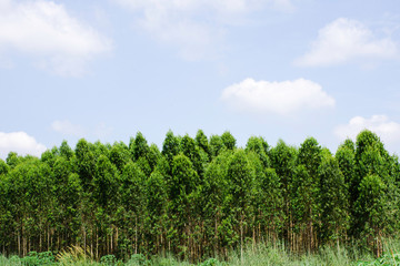 Green tree with bright sun light and clear blue sky background