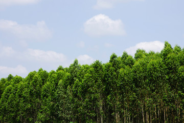 Green tree with bright sun light and clear blue sky background