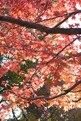 紅葉したもみじ