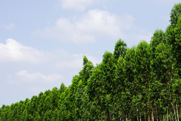 Green tree with bright sun light and clear blue sky background