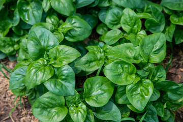 Fototapeta na wymiar Thai Organic green lettuce vegetable plant in Garden farm for agriculture concept.