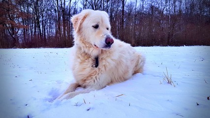 Cute white dog thinking about winter